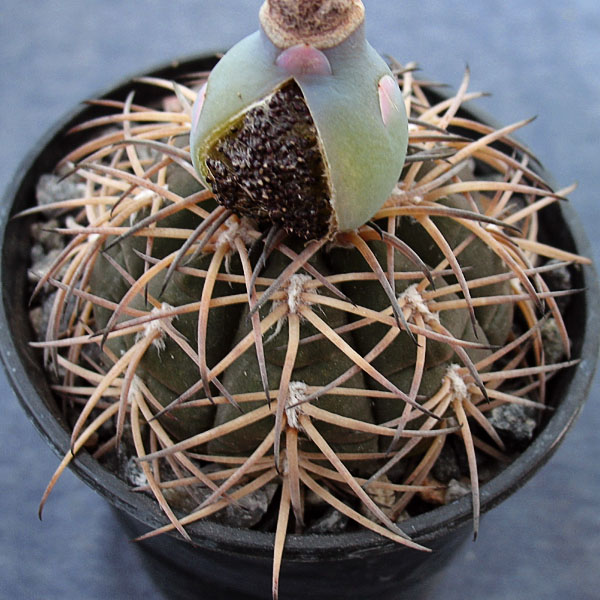 98 Gymnocalycium spegazzinii 98 Gymnocalycium spegazzinii