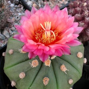 Astrophytum asterias cv. Akabana -Seeds-
