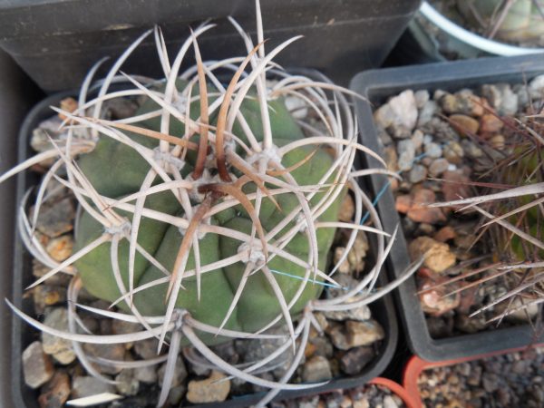 DSCN7671