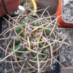 Gymnocalycium multiflorum - v. albispinum