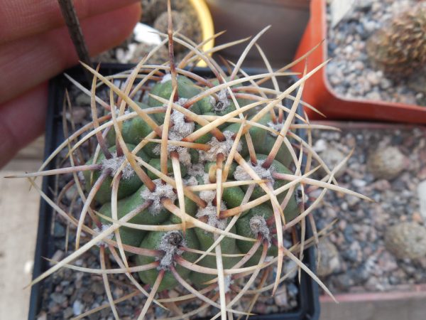DSCN7675