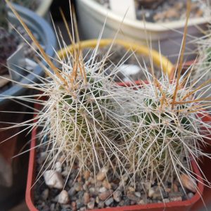 Echinocereus nicholii  SB 1933 - w. Sonoita, Sonora, - MG -