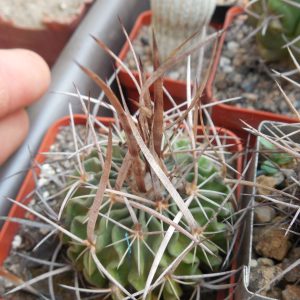 Echinofossulocactus longispinus - L.Bercht -