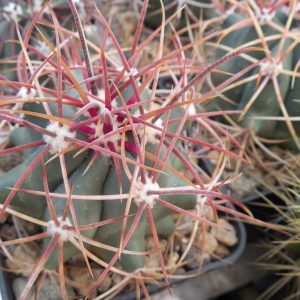 Ferocactus acanthodes - Kohres -