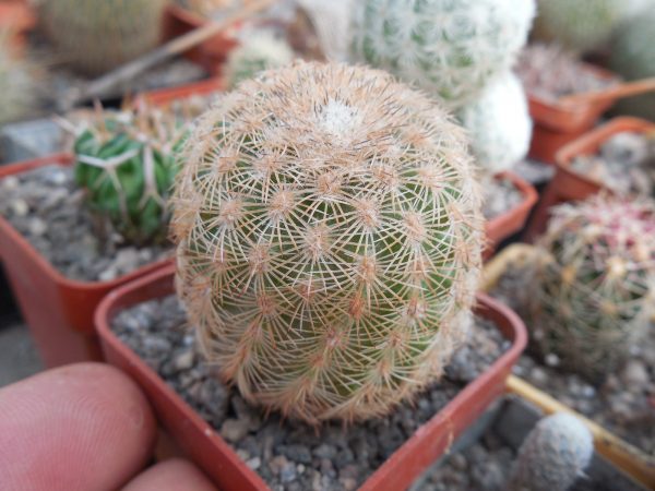 DSCN7721