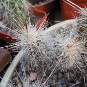 Echinocereus stramineus - v. ocidentalis PP 1531 - Ejido Lusio Blanco, Coah - PP -