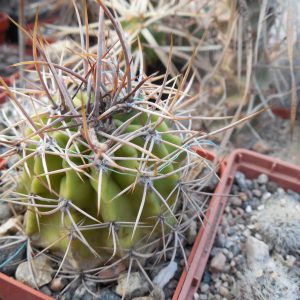 Echinopsis leucantha - Mesa Garden -