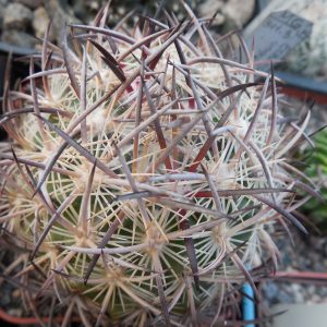 Echinomastus unguispinus SB1727 Rio Nazas, Dur, heavy grey spines - not grafted