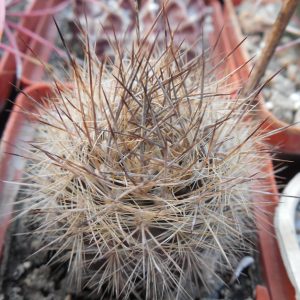 Neoporteria villosa