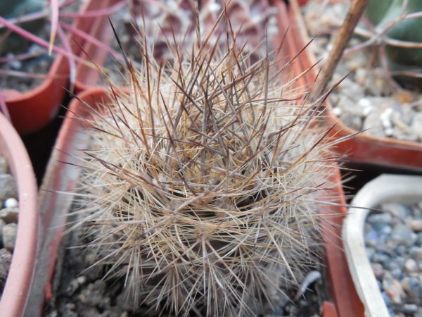 DSCN7748