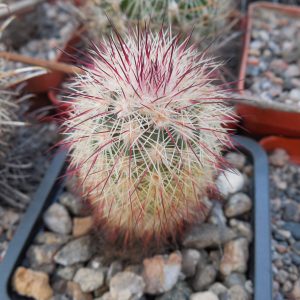 Echinocereus russanthus - MG -