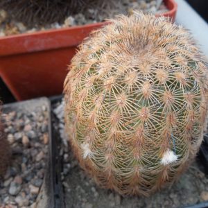 Echinocereus reichenbachii L 1394 - Llera, Tam. - MG -