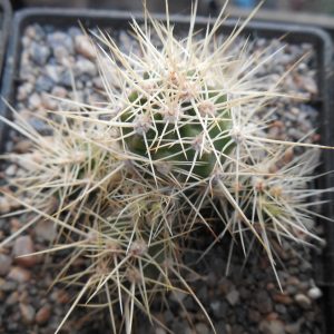 Echinocereus maritimus - v. hankockii - Hipolito,BCN - MG -