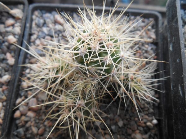 DSCN7762