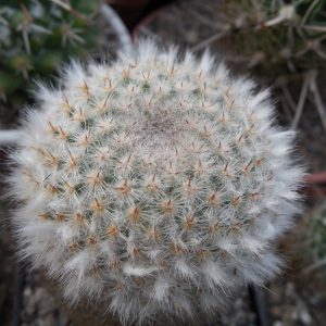 Mammillaria dixantocentron FO-230 - MG -