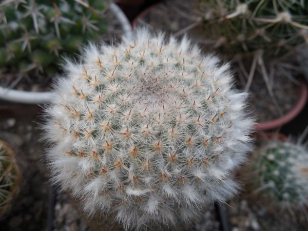 DSCN7764