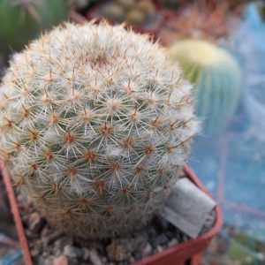 Mammillaria dixantocentron FO-230 - MG -
