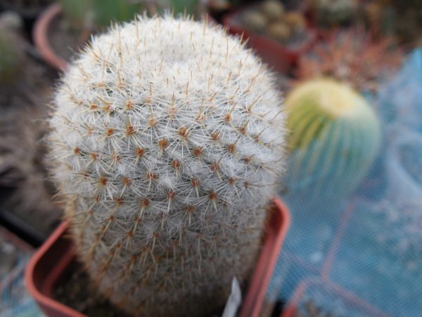 DSCN7767