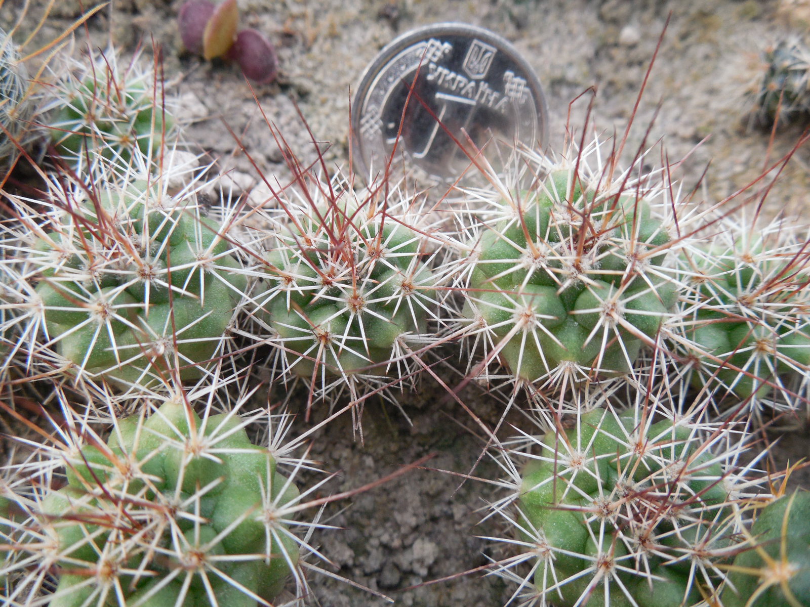 Mammillaria tayloriorum - Isla san Pedro, Nolasco