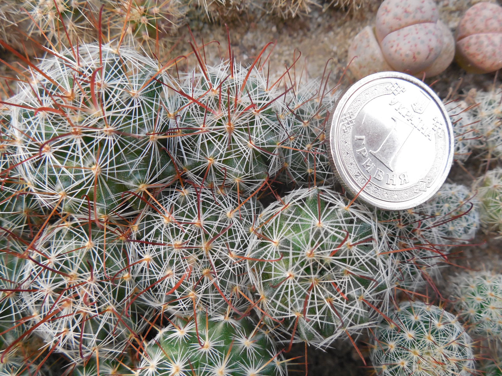 Mammillaria weisingeri - Zacanltepan