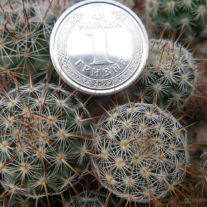 Mammillaria aff. seideliana P 457