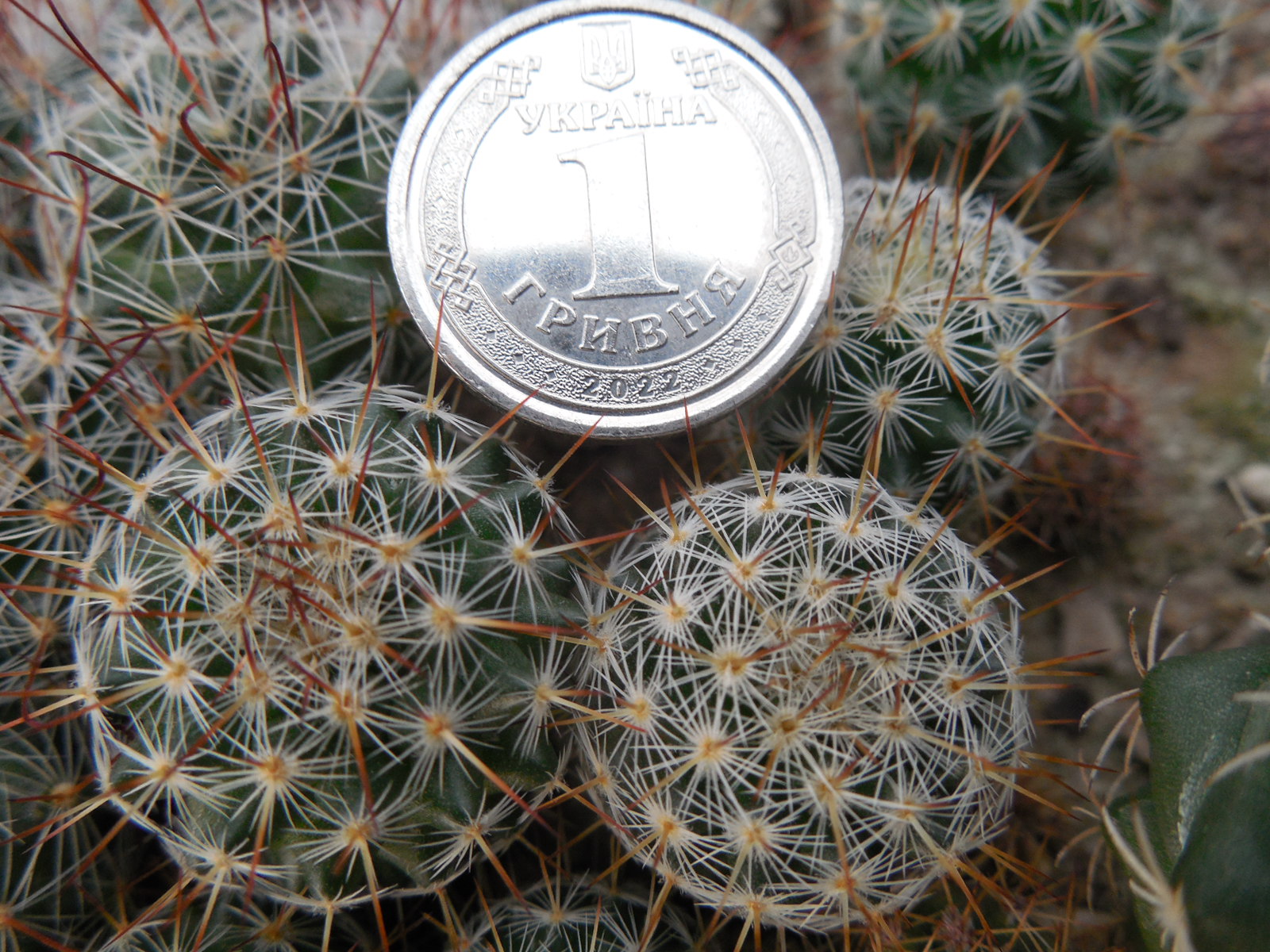 Mammillaria aff. seideliana P 457