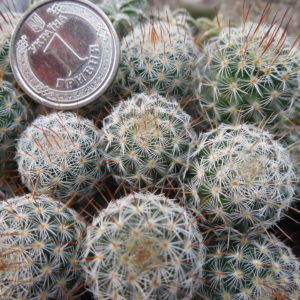 Mammillaria sp. P 476 - El Ojite, Oax.