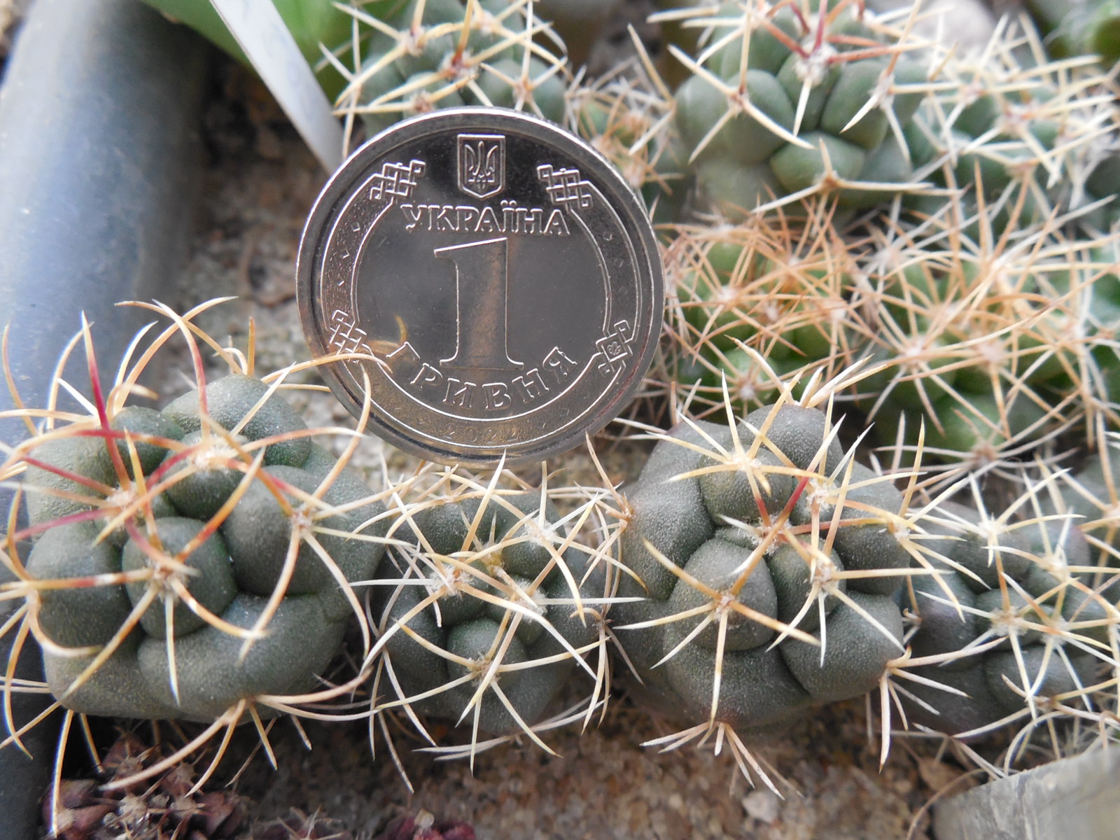 Thelocactus hexaedrophorus - ssp.jarmillae PM 76 A - Kupcak -