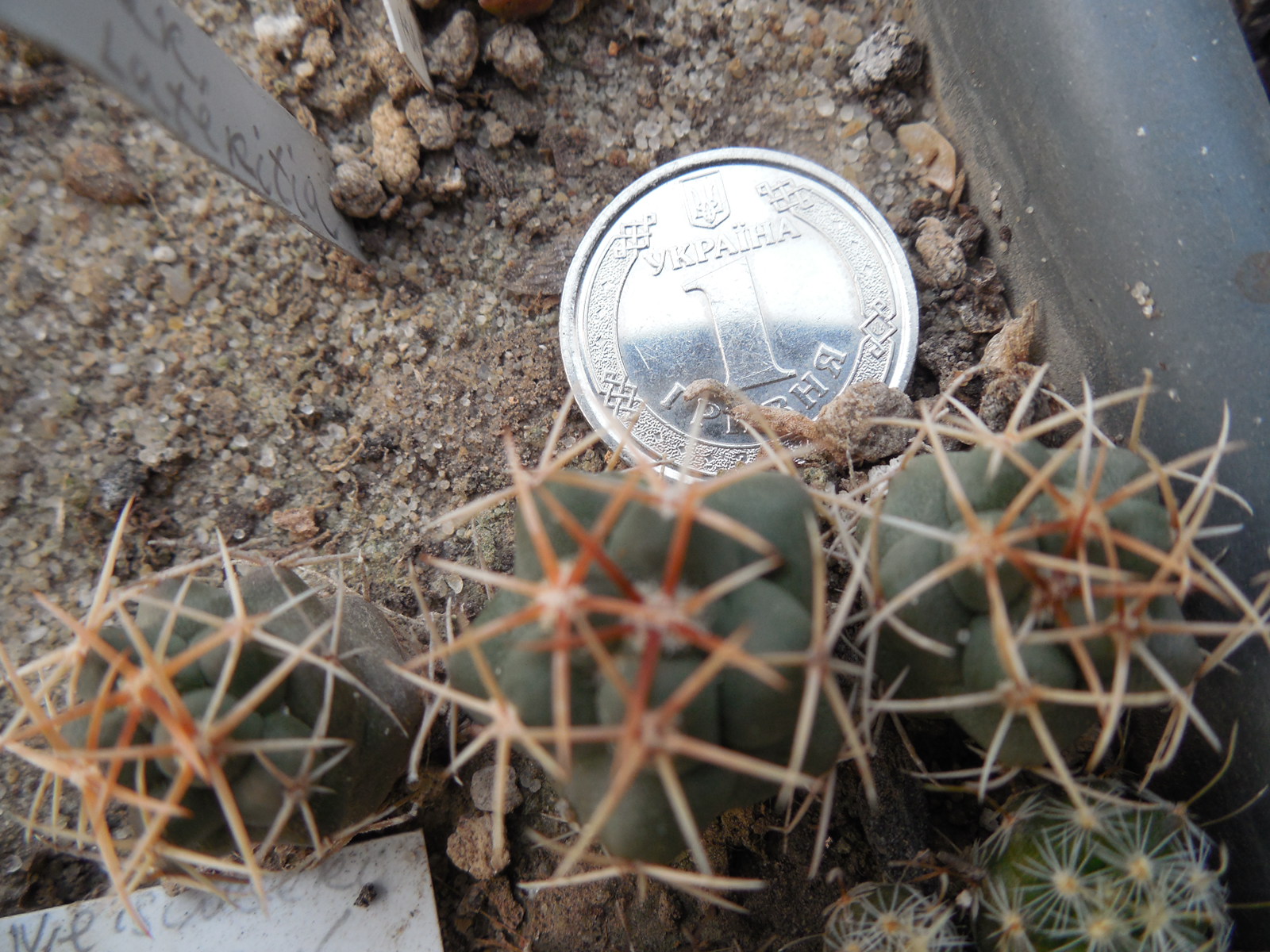 Thelocactus hexaedrophorus - ssp.jarmilae PM 76 A - Kupcak -