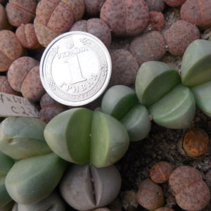 Argyroderma pearsonii