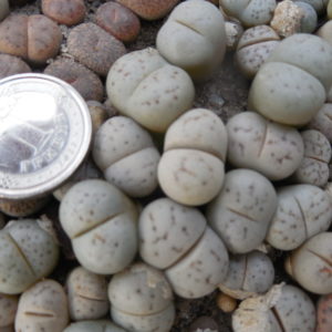 Lithops ruschiorum - Rosing Main
