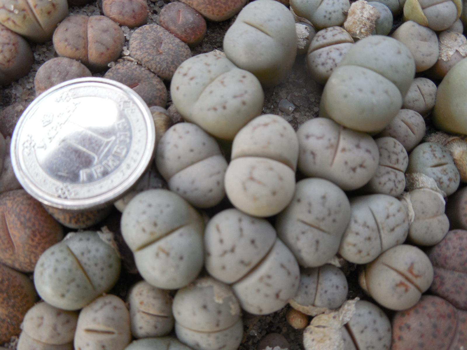 Lithops ruschiorum - Rosing Main