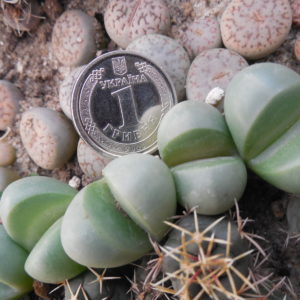 Argyroderma delaetii SB 611
