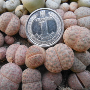 Lithops fulviceps C 220