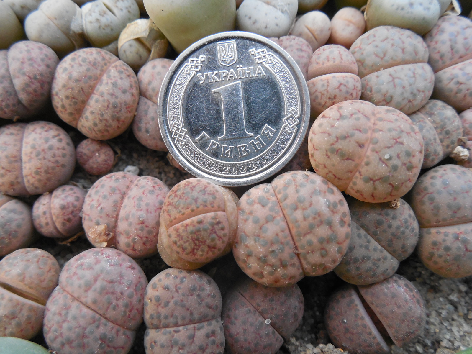 Lithops fulviceps C 220
