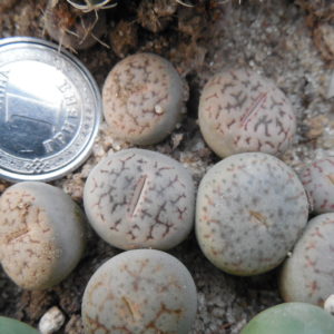 Lithops pseudotruncatella - v. volkii
