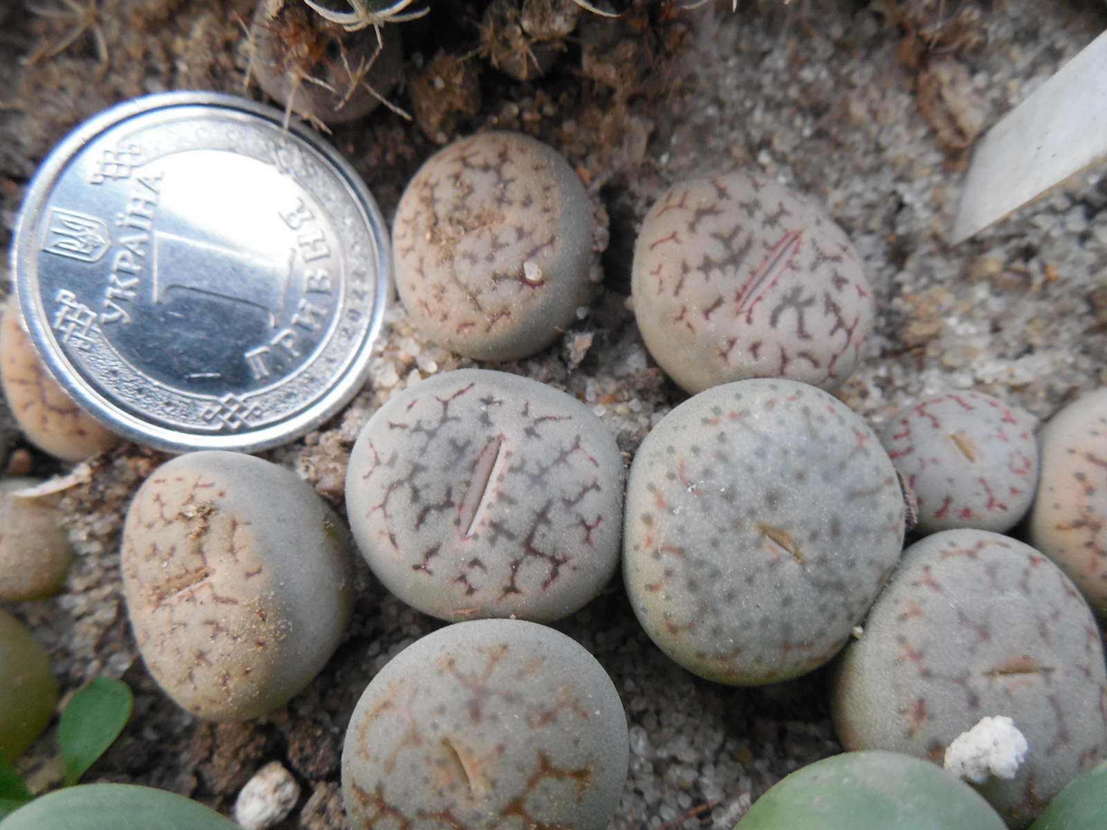 Lithops pseudotruncatella - v. volkii