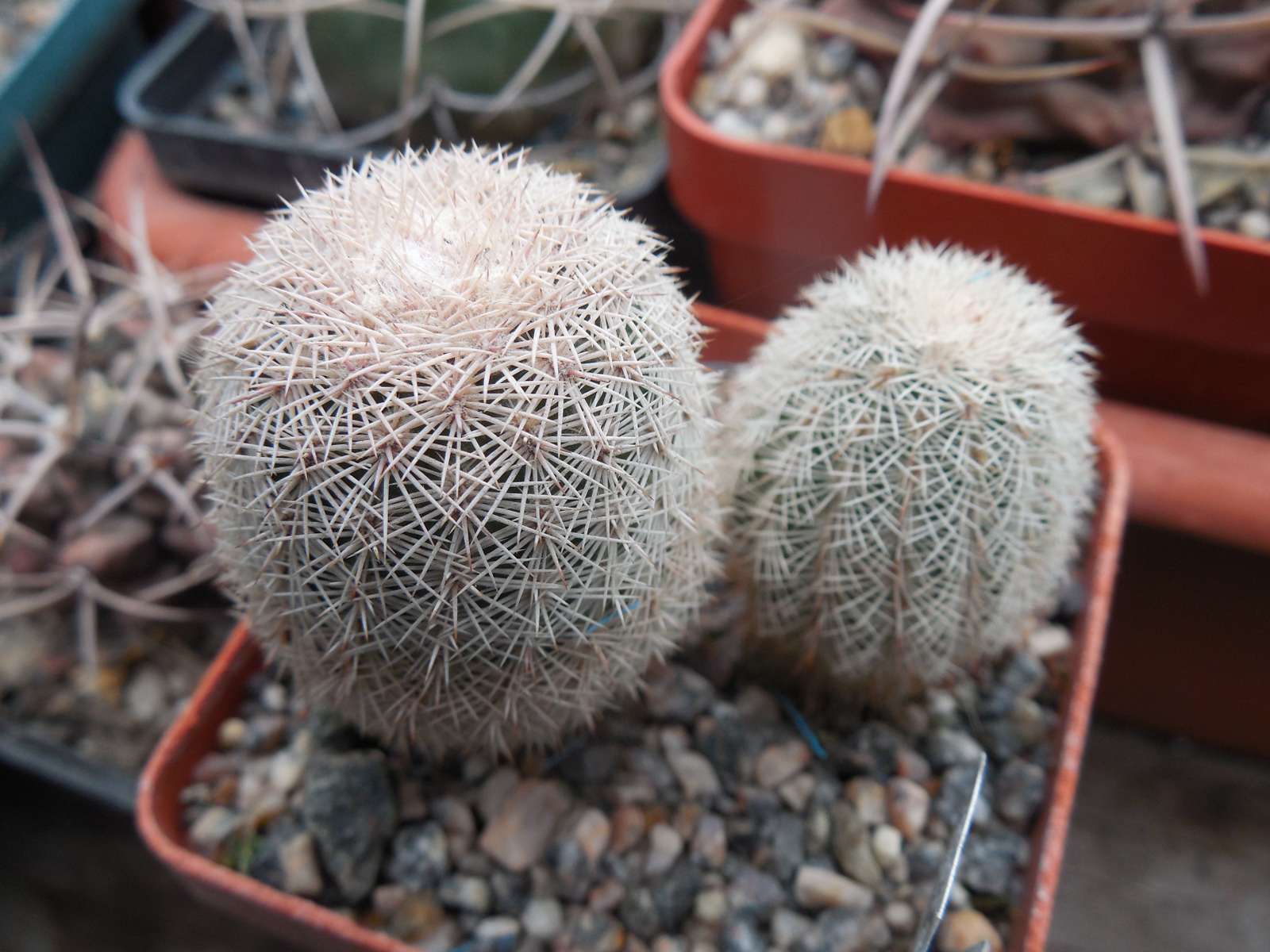 Echinocereus pectinatus JS 59 - del Oro, Coah. - MG -