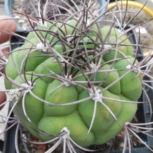 Gymnocalycium saglionis