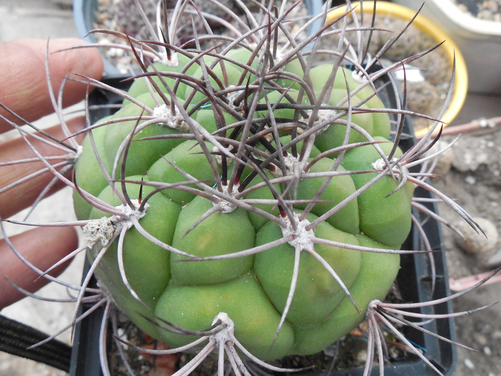 Gymnocalycium saglionis