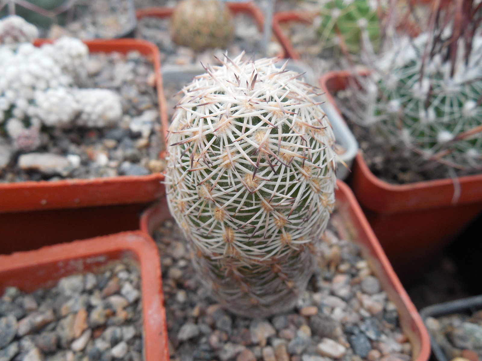 Echinocereus adustus - Chihuahua - GK -
