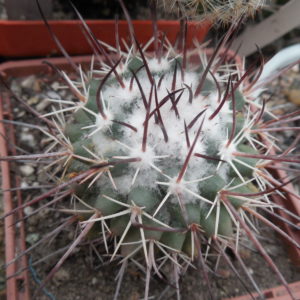 Mammillaria compressa SB 820 - Coronel, SLP, - long flexible sp.  - MG -