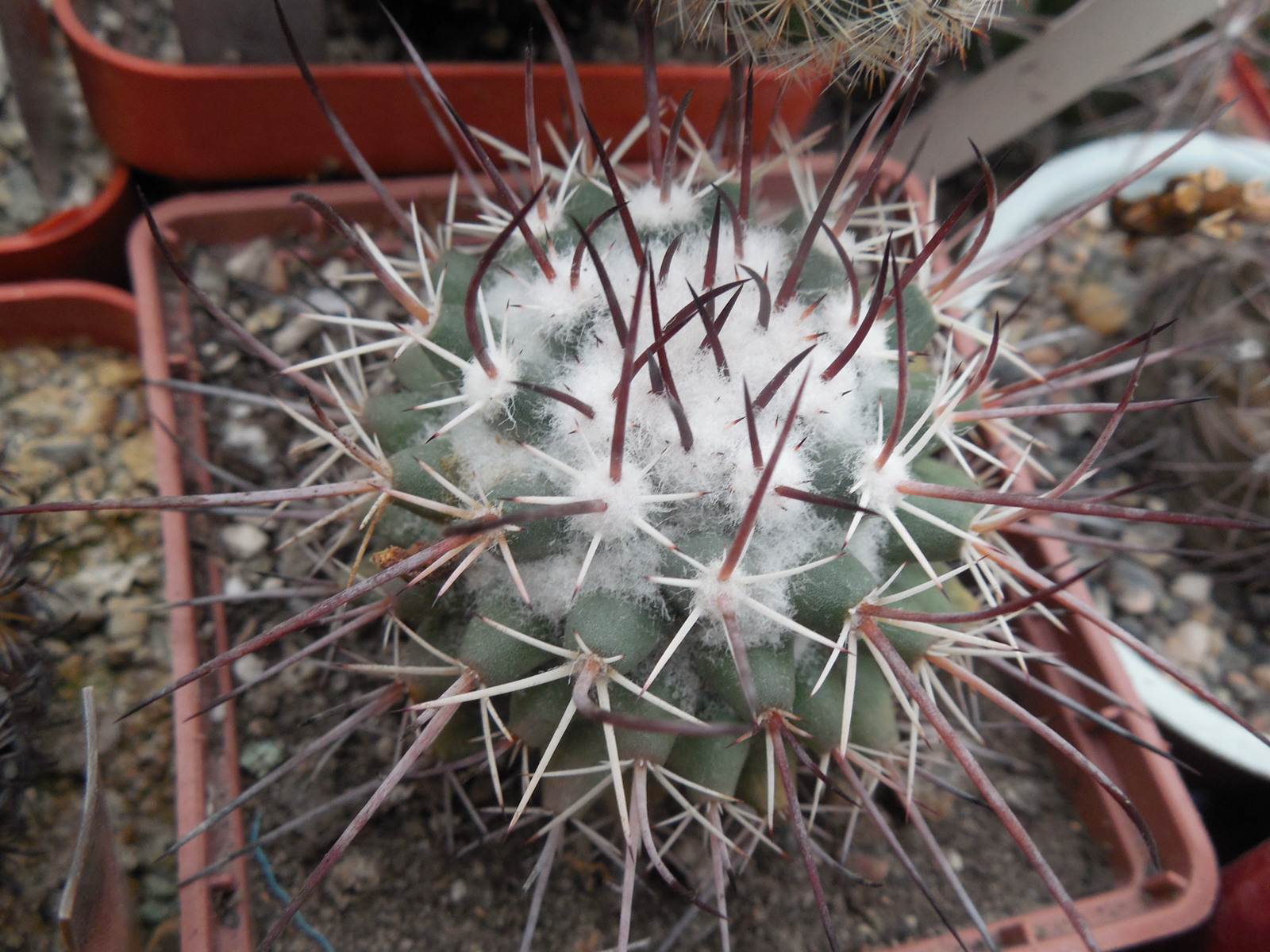 Mammillaria compressa SB 820 - Coronel, SLP, - long flexible sp.  - MG -