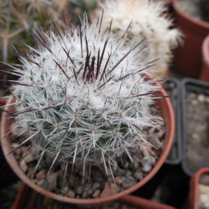 Mammillaria chionocephala (woodsii)