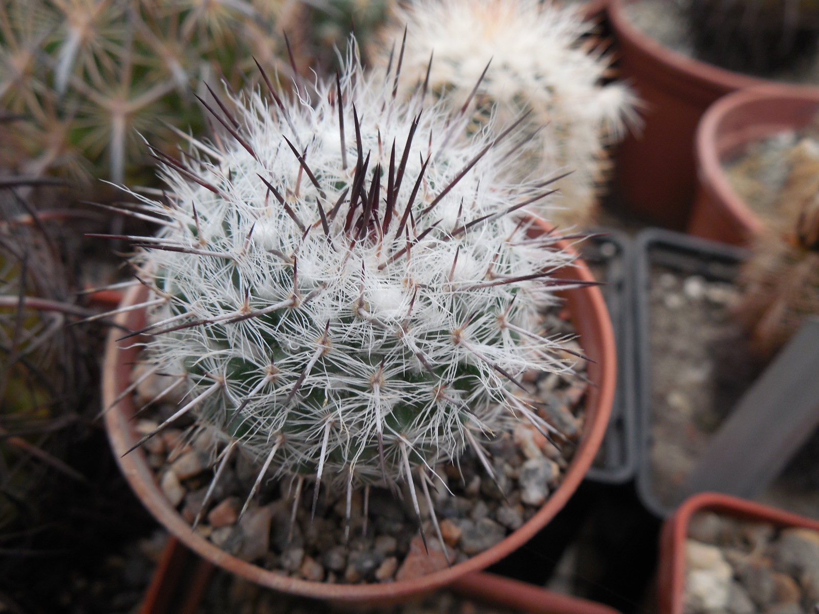 Mammillaria chionocephala (woodsii)