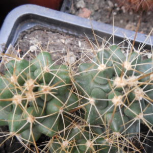 Thelocactus freudenbergii - Piltz - довгоколючкова форма