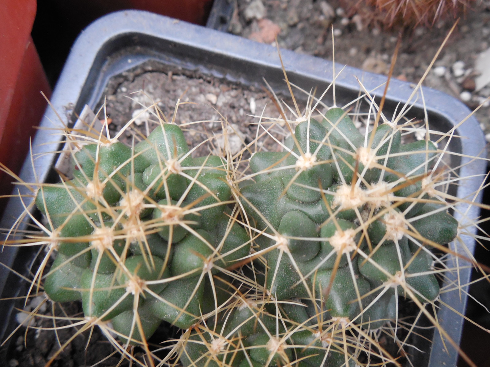 Thelocactus freudenbergii - Piltz - довгоколючкова форма