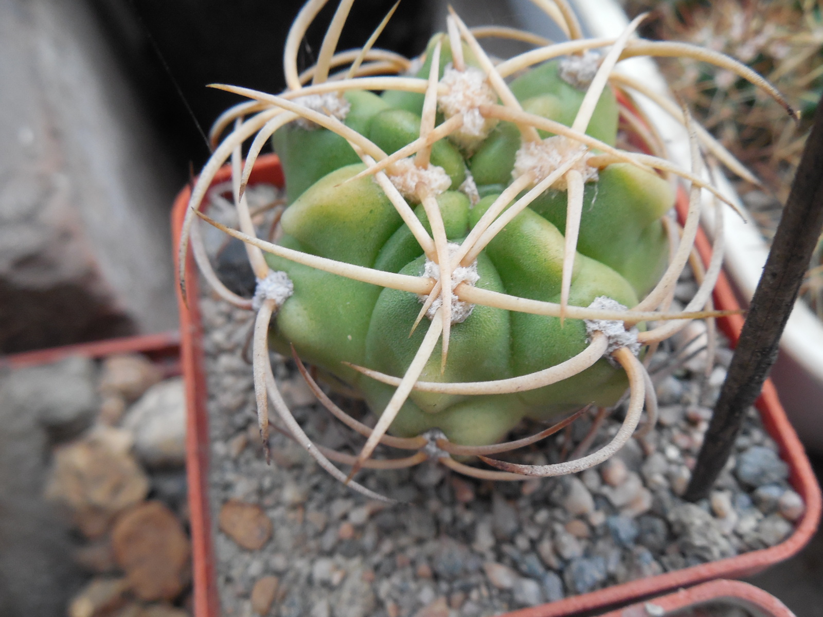 Gymnocalycium multiflorum - v. albispinum