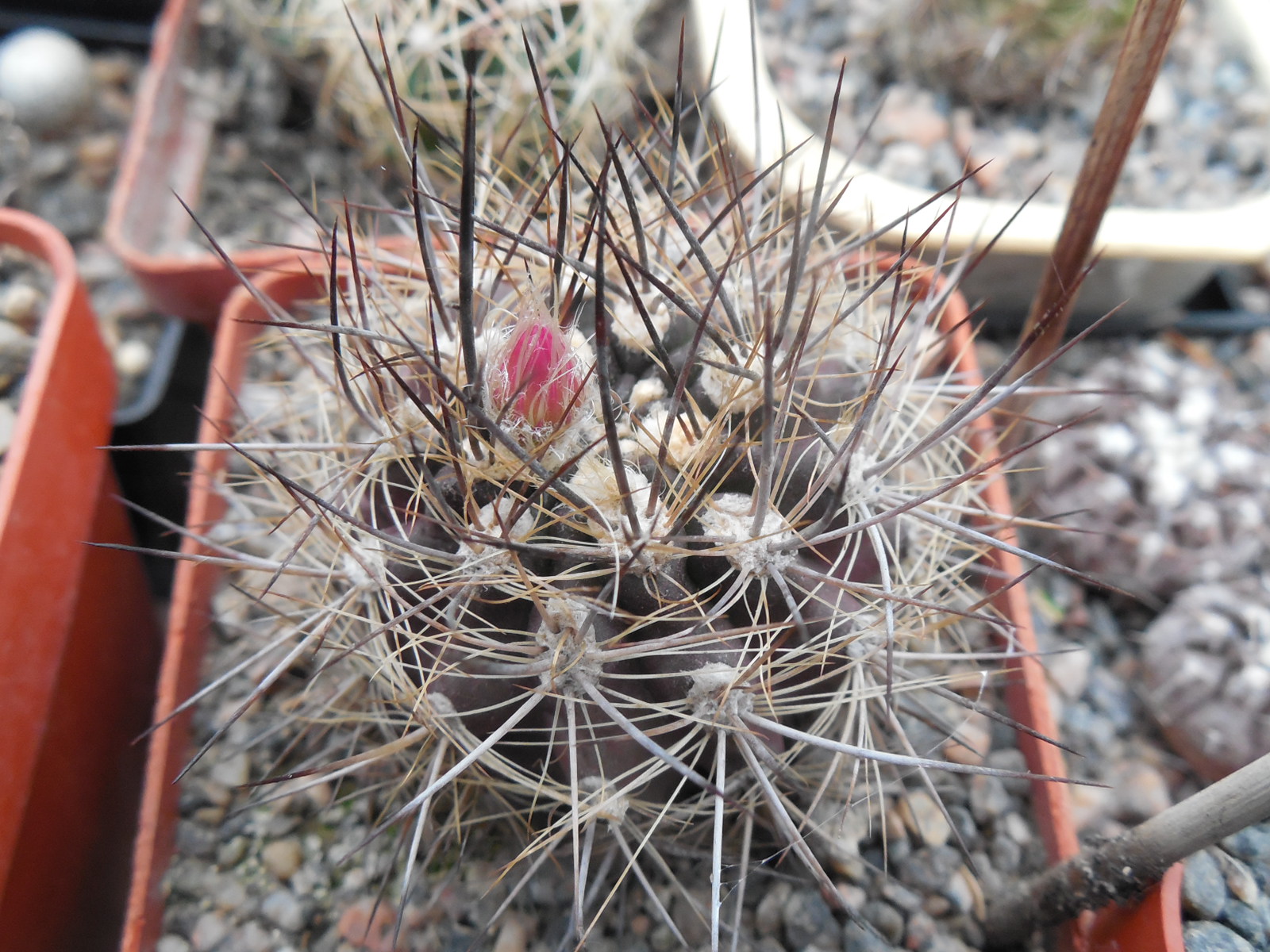 Neoporteria villosa