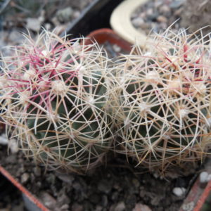 Thelocactus bicolor - Snicer - Kupcak -